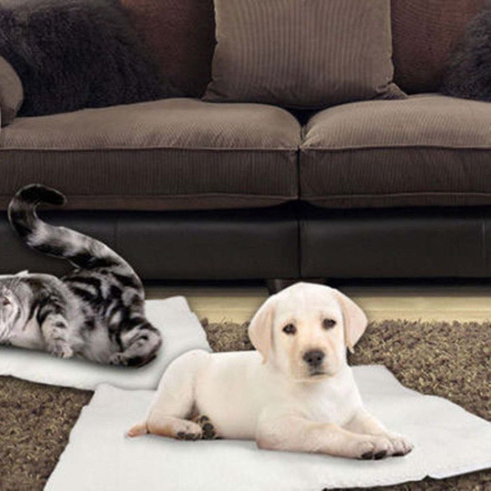 Gato y cachorro sobre mantas térmicas en el salón